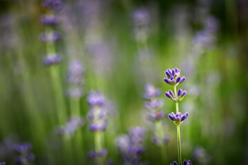 Branch of lavender with purple flowers in a lavender field, garden. Close up of lavender flowers against a green lawn.