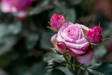 Pink rose of a beautiful pastel shade with dew at dawn. Beautiful sunlight. The background image is green and pink. Natural, environmentally friendly natural background.