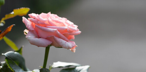 Pink rose of a beautiful pastel shade with dew at dawn. Beautiful sunlight. The background image is green and pink. Natural, environmentally friendly natural background.