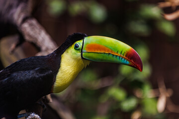 Colorful tucan in the aviary. Bird portrait, wildlife, animal head with eyes on blurred tropical foliage