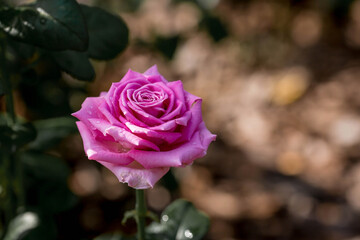 Pink rose of a beautiful pastel shade with dew at dawn. Beautiful sunlight. The background image is green and pink. Natural, environmentally friendly natural background.