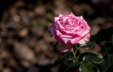 Pink rose of a beautiful pastel shade with dew at dawn. Beautiful sunlight. The background image is green and pink. Natural, environmentally friendly natural background.
