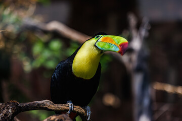 Colorful tucan in the aviary. Bird portrait, wildlife, animal head with eyes on blurred tropical foliage