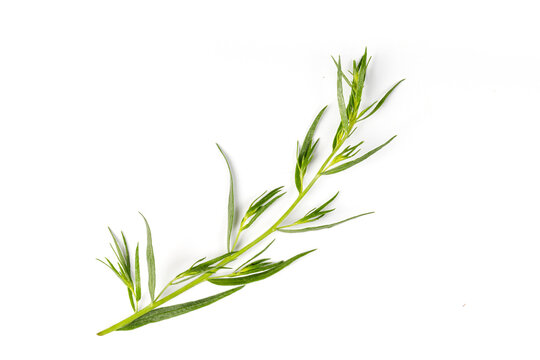 Tarragon or estragon isolated on a white background. Artemisia dracunculus. Top view. Herb. Tarragon leaves.