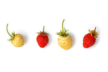Wild red and white ripe strawberry (fragaria vesca) isolated on white background. Woodland strawberry fruits.