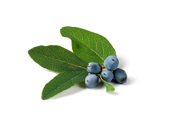 Blue Honeysuckle (Lonicera) berries with leaves isolated on white background, shrub with edible fruits in a dark blue color.
