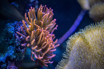 Flower sea living coral and reef color under deep dark water of sea ocean environment.
