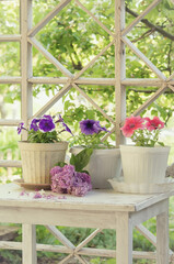 Petunia, Petunias in the tray,Petunia in the pot