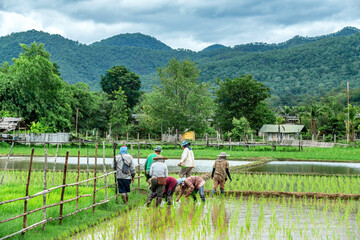 Group of Asian worker farmer labor growing rice seeding in a paddy on cloudy sky rice field rainy season background. Nature countryside. Backdrop, artwork. Organic ecosystem farm Agriculture concept