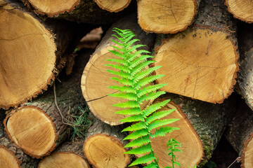 Green fern leaf against the background of tree logs