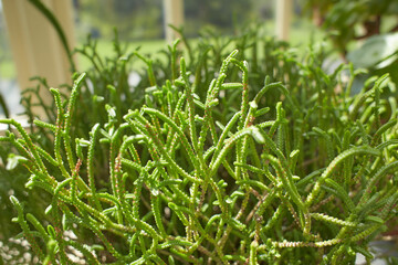 Crassula Lycopodioides f. Acuminata flower growing in Dublin, Ireland.