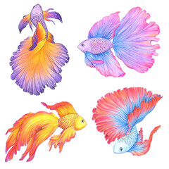 Fototapeta premium Betta splendens set. Hand drawn illustration. Fighting fish collection. Color sketch. Colored pencil drawing. Isolated objects