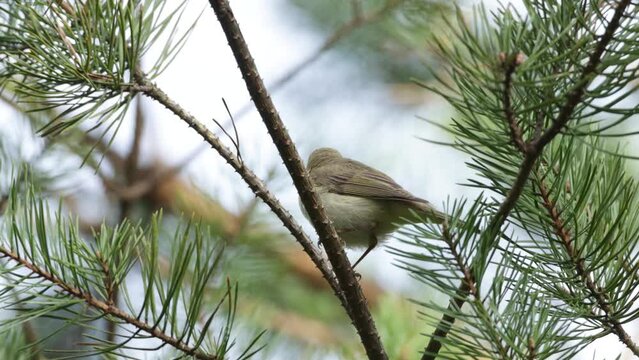 Willow warbler perched and singing in Pine tree