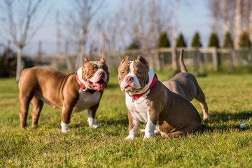 Two Chocolate color American Bully dogs are walking