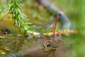 Macro of couple damselfly Pyrrhosoma nymphula at the edge of a pool of water