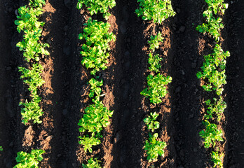 Potatoes Field plantation, top view. green field of potatoes in row. Farm field in agriculture...