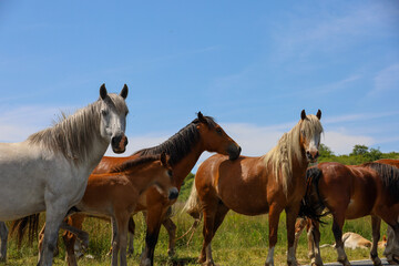 Fototapeta na wymiar herd of horses on a meadow