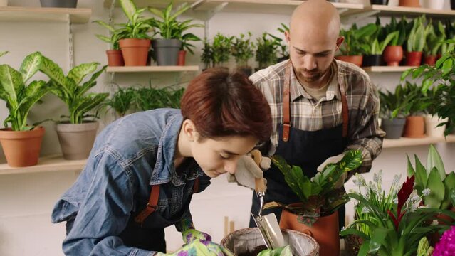 Pretty Couple Florist Working Together In The Flowers Shop They Take Care After The Plants From The Pots Concept Of Small Family Business. Shot On ARRI Alexa Mini