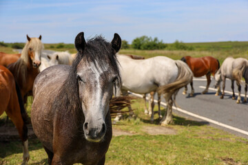 Obraz premium horses on the road