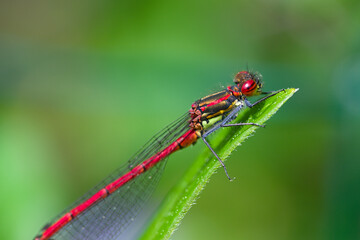 Macro of damselfly Pyrrhosoma nymphula on a leaf