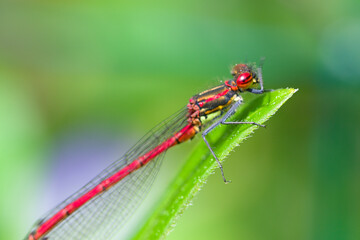 Macro of damselfly Pyrrhosoma nymphula on a leaf