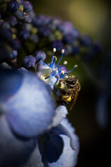 bumblebee on a blue flower