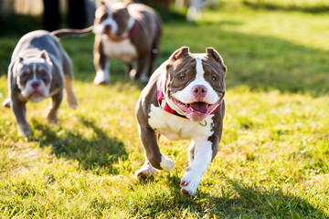 Three Chocolate color American Bully dogs are walking