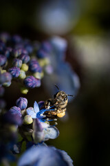 bumblebee on a blue flower