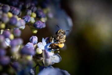 bumblebee on a blue flower