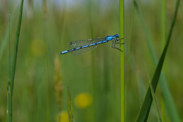 Damselfly Enallagma cyathigerum on a grass stalk