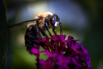 bee on flower