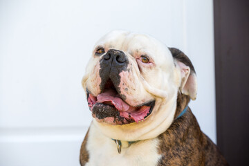 Tiger coat American Bulldog dog portrait outside