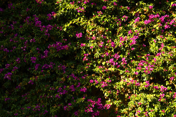 Floral background. Floral background. Pink and red flower background, texture. Decoration of multi-colored flowers on the wall of the city park. Bunches of different varieties of colourful flowers.