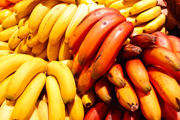 The standard yellow and the more exotic red bananas in bunches on a farmers market stall on Tenerife, Canary Islands, Spain. - obrazy, fototapety, plakaty