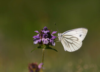 Kohlweisling, Schmetterling in Wiese an Blüte