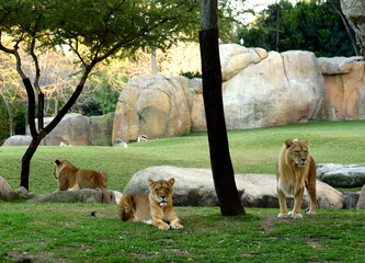 Lion in wildlife. Wild African lions and other animals in natural environment with wild habitats....