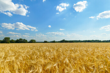 yellow wheat field and blue sky, bright sunlight, beautiful landscape in summer day