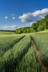 Paysage campagne 1343