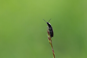Actenicerus siaelandicus - Actenicerus sjaelandicus - Acténicère du Sjaelland
