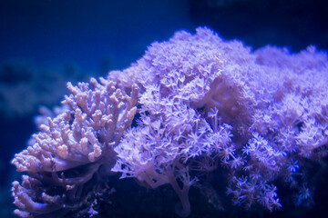 Naklejka na ściany i meble Sea corals in the aquarium