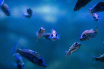 Naklejka na ściany i meble Sea fish of purple color, swims in the aquarium
