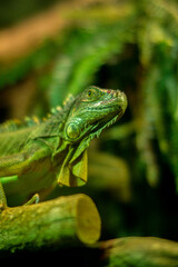 
Lizard sitting on a branch, indoor photo