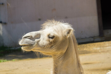 
Camel, photo during the day