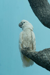 
White parrot sits on a branch, photo on a blue background