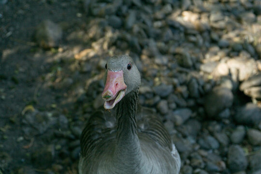 duck looking at the camera, photo during the day