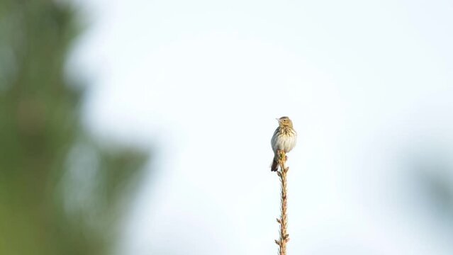 European woodland bird, Tree pipit singing on top of a tree on a spring day in Estonia