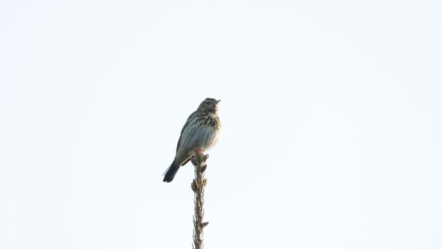 European woodland bird, Tree pipit singing on top of a tree on a spring day in Estonia