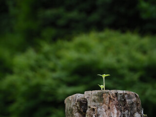 切り株の上の子葉