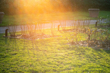 sunset over garden with flowers growing in spring