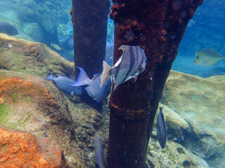 An underwater photo Surgeon and Spade fish